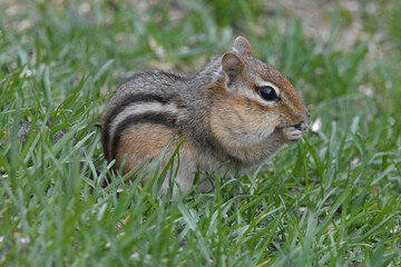 Chipmunk