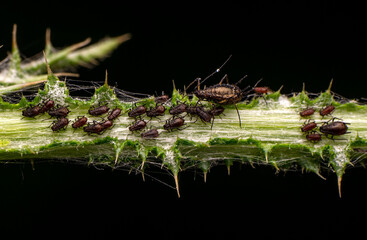 A herd of plant louse (aphid) on a green leaf