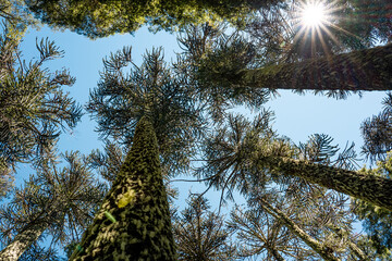 Sunny view from below of araucaria trees with moss in Nahuelbuta national park, Chile