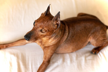 Dog with a disability, only one eye. Blind pet Zwergpinscher. Dog from a pet shelter. curious...