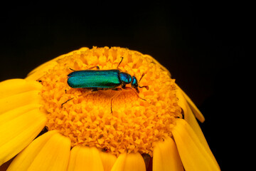 Close up  beautiful  insect in the garden