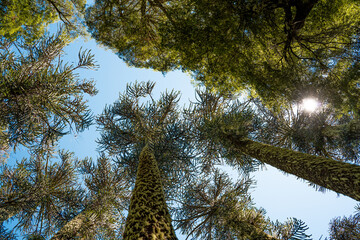 Sunny view from below of araucaria trees with moss in Nahuelbuta national park, Chile