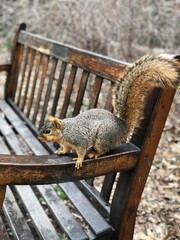squirrel in the park