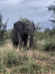 Fototapeta premium African Elephants, Kruger National Park, Mpumalanga, South Africa.