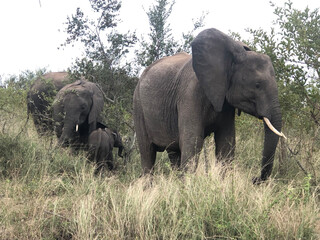 African Elephants, Kruger National Park, Mpumalanga, South Africa.