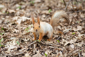 Naklejka na ściany i meble Beautiful gray and red squirrel in the spring forest.