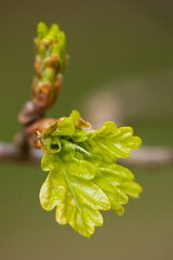 Junges Eichenlaub - Blattaustrieb im Frühjahr - Stieleiche | Quercus robur | fresh oak leaves