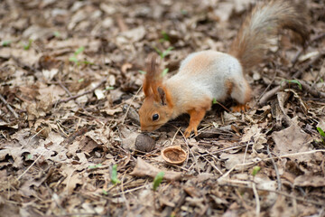 Beautiful gray and red squirrel in the spring forest.