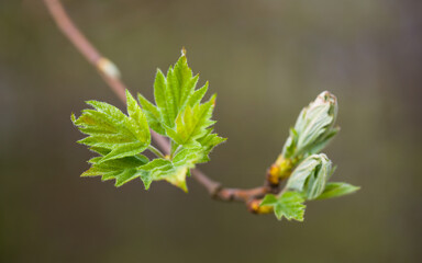 Elsbeere - frisches Laub im Frühjahr | Sorbus torminalis new leaves