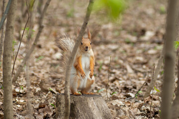 Naklejka na ściany i meble Beautiful gray and red squirrel in the spring forest. The squirrel stands on its hind legs.