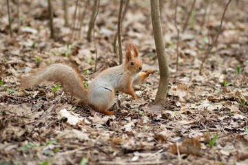 Beautiful gray and red squirrel in the spring forest.