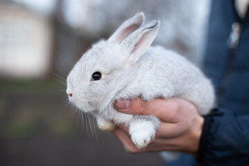 Obraz premium Little beautiful gray rabbit in the hands.