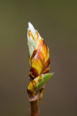 Zitterpappel Blattknospe (Espe, Aspe, Zitterpappel - Populus tremula) | aspen leaf bud