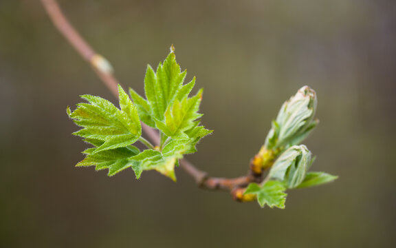 Elsbeere - frisches Laub im Fr&uuml;hjahr | Sorbus torminalis new leaves