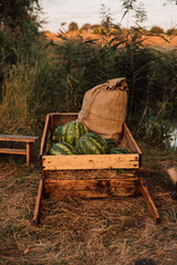 Watermelons and a bag lie in a wooden cart