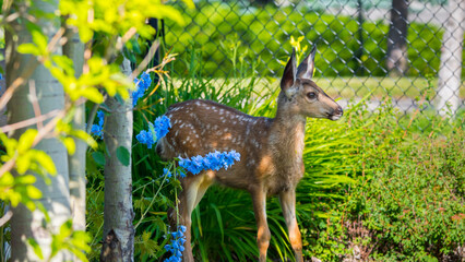 Baby whitetail fawn deer eating flowers and searching for food wildlife close up background
