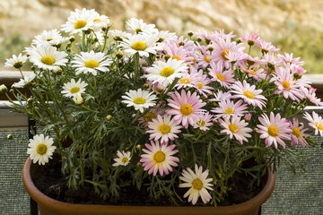 Beautiful two kinds of daisies hanging in a balcony flower pot