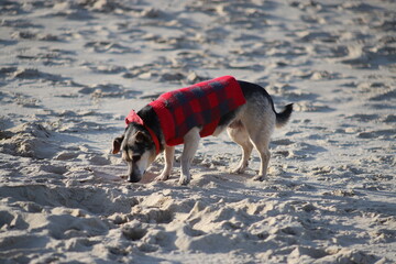 Dog wearing checkered sweater on the beach, Stogi, Gdańsk, Poland - obrazy, fototapety, plakaty