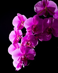 A branch of a blooming crimson orchid on a black backlit background. blurred focus