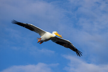 Migratory birds in Colorado. American White Pelican in flight.