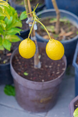 Lemons in Pot