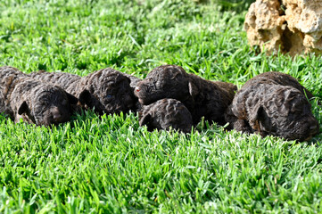 Camada de perro de agua español