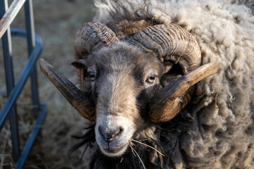 Fototapeta premium single sheep on the farm, countryside, close up photography, Black Ouessant sheep (ewe) - one of the smallest breeds of sheep in the world