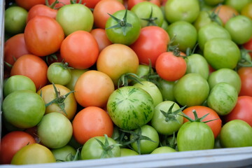 FU 2020-10-10 Feldtag 194 Rote und grüne Tomaten liegen auf einem Haufen