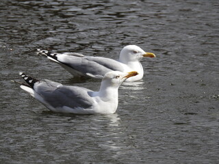 Fototapeta na wymiar couple of seagulls on the water