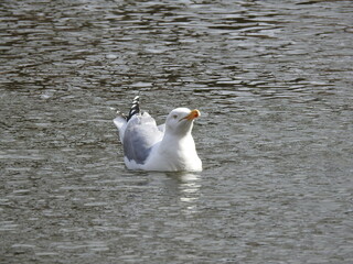 The cocksure seagull