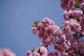 晴天に映える桜	