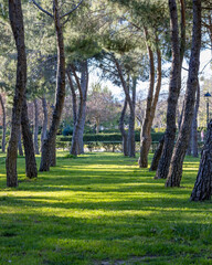 Pine lane forming a hallway 