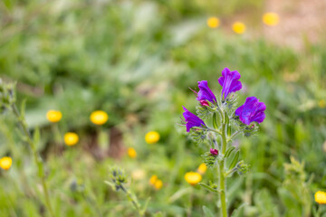 Purple bells in a meadow 