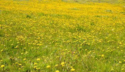 Fototapeta premium meadow full of yellow daisies