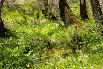 River with lots of vegetation around