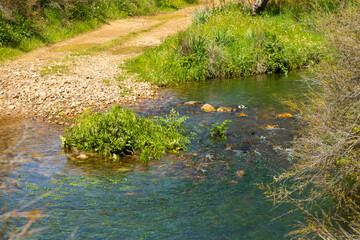 River with lots of vegetation around