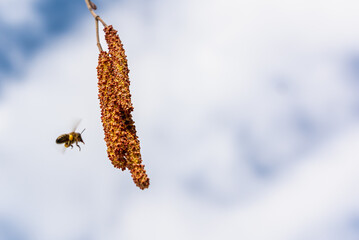 Alder catkins in early spring and a flying bee.