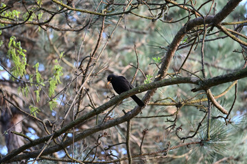 The common blackbird (Turdus merula) is a species of true thrush. It is also called the Eurasian blackbird (especially in North America, to distinguish it from the unrelated New World blackbirds).