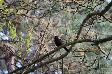 The common blackbird (Turdus merula) is a species of true thrush. It is also called the Eurasian blackbird (especially in North America, to distinguish it from the unrelated New World blackbirds).