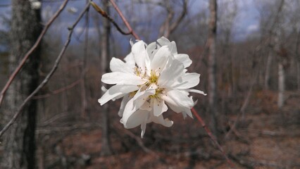 blooming tree in spring