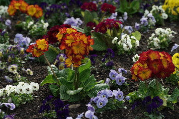 Schöne, freundliche Frühlings Blumen in einem Beet und Garten in schillernden Farben mit Primeln und Stiefmütterchen