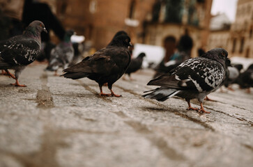 Pigeons on the main square of Krakow