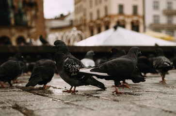 Pigeons on the main square of Krakow