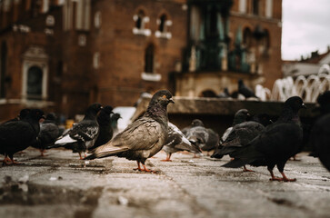 Pigeons on the main square of Krakow