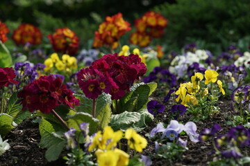 Schöne, freundliche Frühlings Blumen in einem Beet und Garten in schillernden Farben mit Primeln und Stiefmütterchen