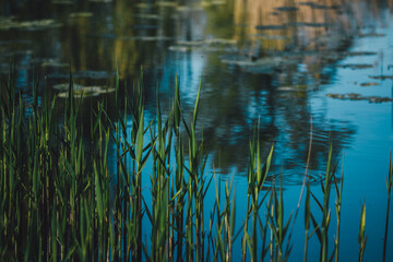 Seerand mit Reflexionen im Wasser