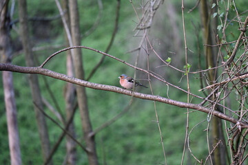 The true finches are small to medium-sized passerine birds in the family Fringillidae. Finches have stout conical bills adapted for eating seeds and nuts and often have colourful plumage. They occupy 