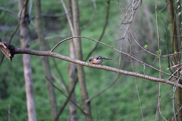 The true finches are small to medium-sized passerine birds in the family Fringillidae. Finches have stout conical bills adapted for eating seeds and nuts and often have colourful plumage. They occupy 