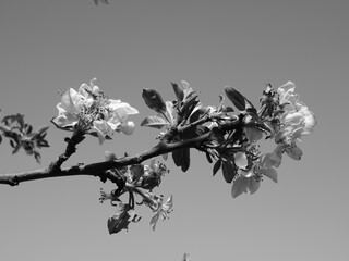 primavera árbol floreciendo en ambiente cálido 