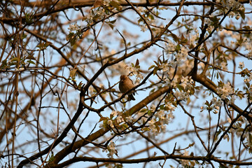 The true finches are small to medium-sized passerine birds in the family Fringillidae. Finches have stout conical bills adapted for eating seeds and nuts and often have colourful plumage. They occupy 